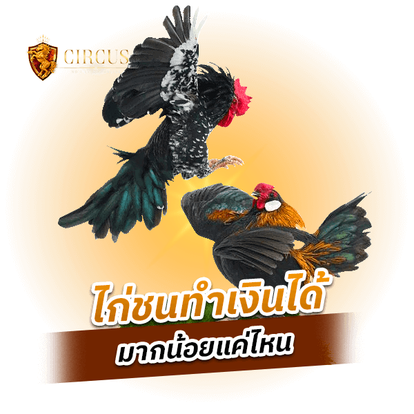 ไก่ชน คือเกมกีฬาแบบไหน